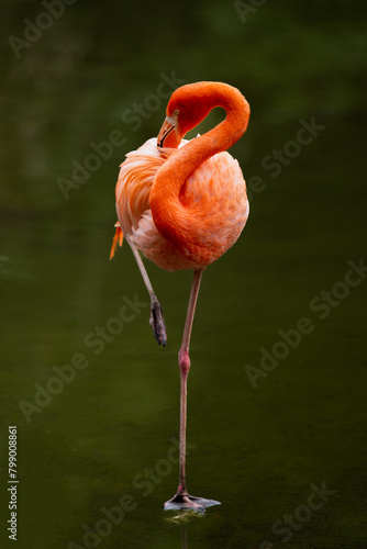 bird , flamingo photo