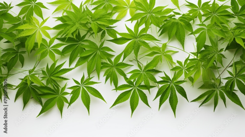 Green leaves frame isolated on white background Green leaves frame isolated on white background