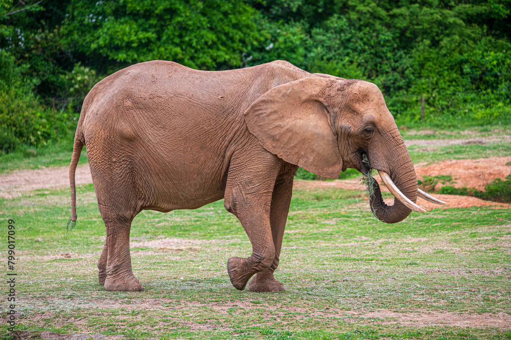 Elephant walking while eating grass