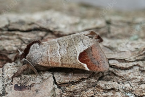 Closeup on a European Chocolate-tip moth, Clostera curtula sitting on wood photo