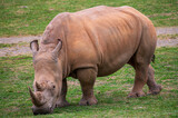 Rhino standing on grass facing the camera
