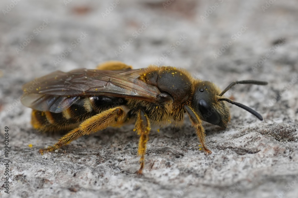 Closeup on a female European Common furrow sweat bee, Lasioglossum calceatum sitting on wood Closeup on a female European Common furrow sweat bee, Lasioglossum calceatum sitting on wood