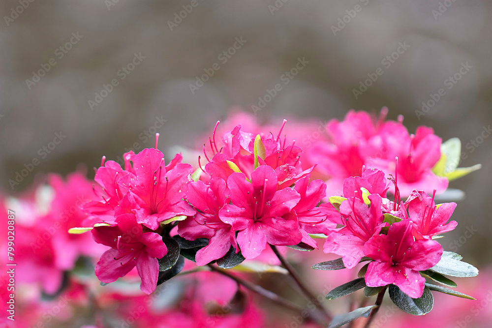 pink rhododendron flowers detail