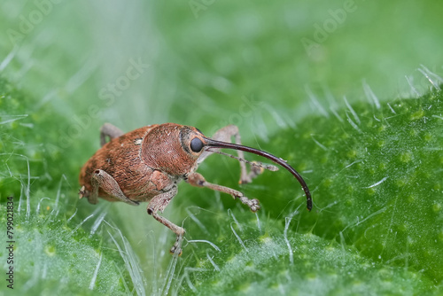 Closeup on a small European carpophagus weevil beetle, Curculio glandium sitting on a thistle leaf photo