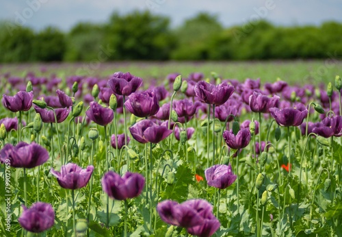 field of puppies