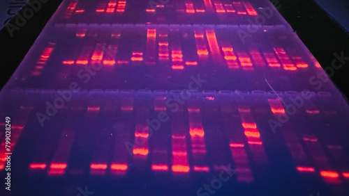photo of DNA bands in agarose gel as shown under the UV light
