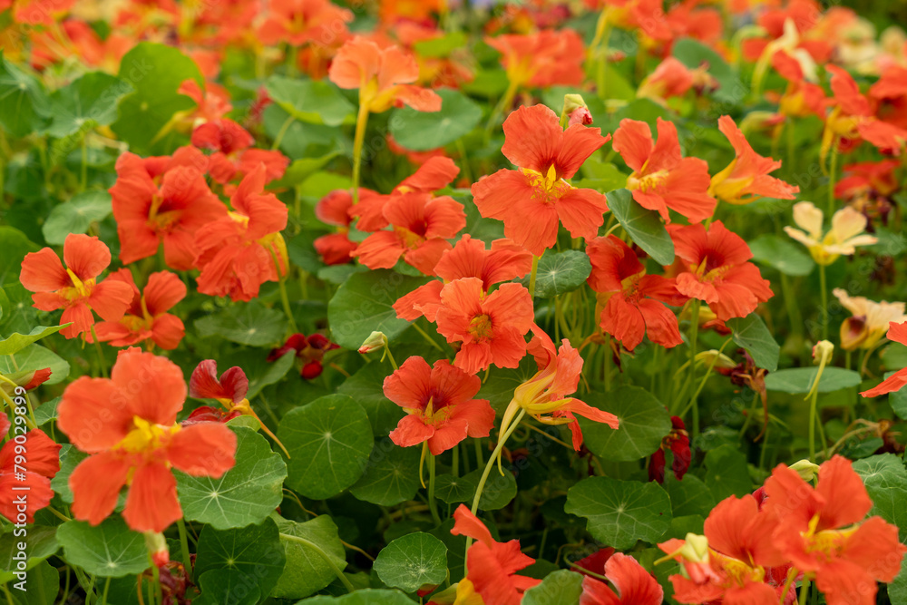 The flowers of the monk's hat (monks cress) have nutritional values, extremely healthy, decoration for chef's dishes, decoration for salads The flowers of the monk's hat (monks cress) have nutritional values, extremely healthy, decoration for chef's dishes, decoration for salads