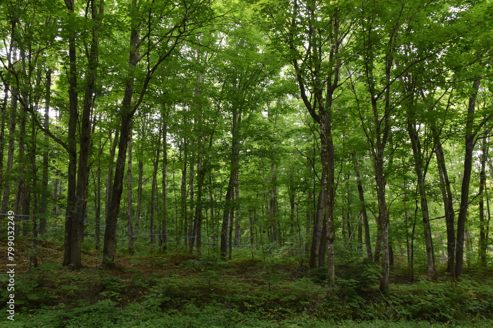 Fototapeta premium A deciduous forest in summer, Sainte-Apolline, Québec, Canada