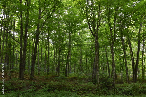 A deciduous forest in summer, Sainte-Apolline, Québec, Canada