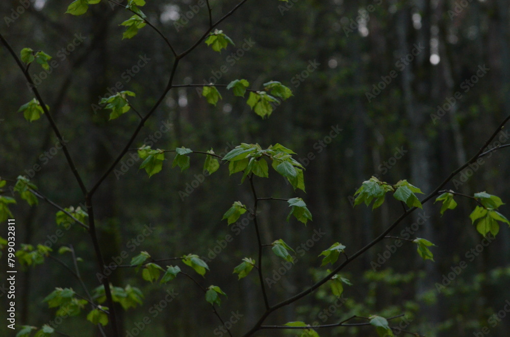 Fototapeta premium Beautiful nature