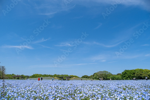 春の海の中道海浜公園の花の丘でネモフィラと青空を撮影