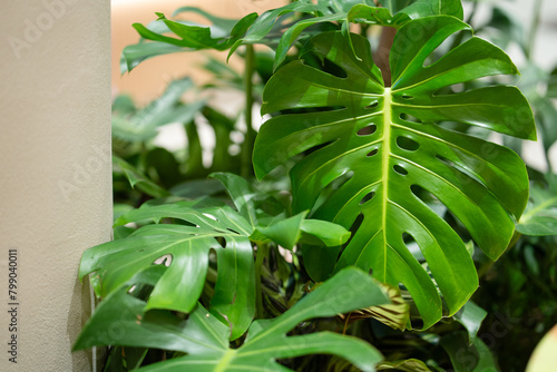 Monstera Borsigiana plant close up photo