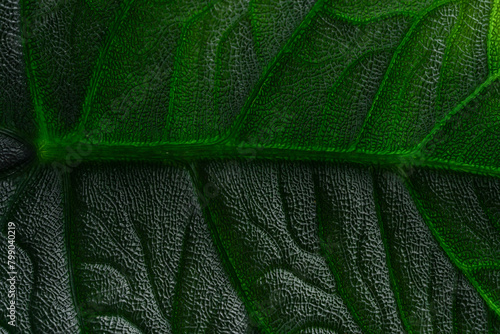 Alocasia melo leaf close up with isolated grey background