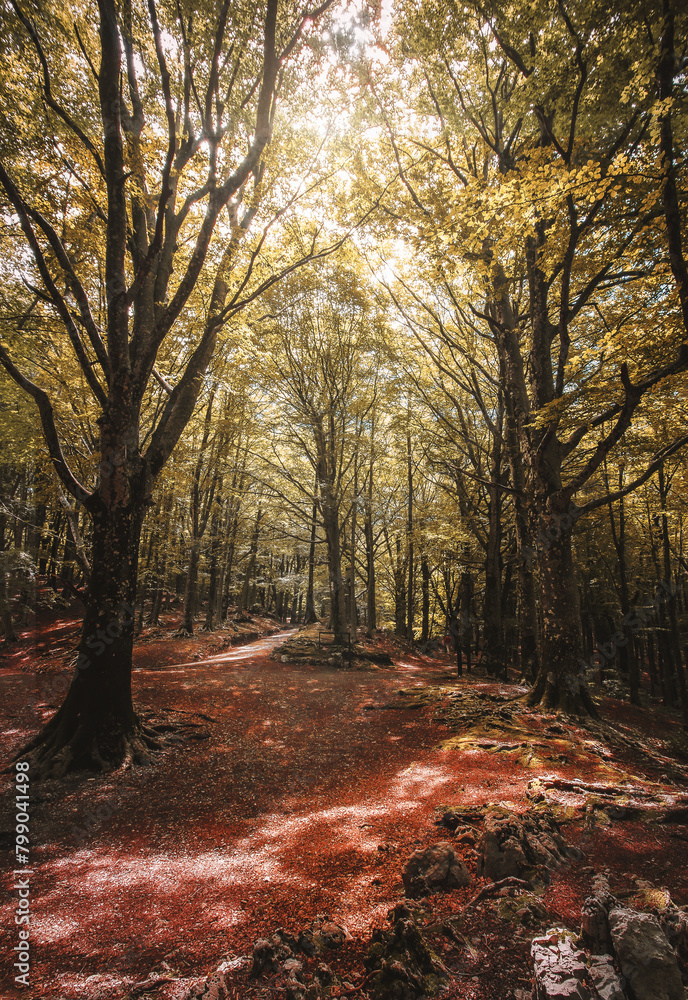 Fototapeta premium forest in the morning