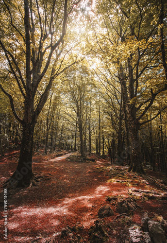 forest in the morning