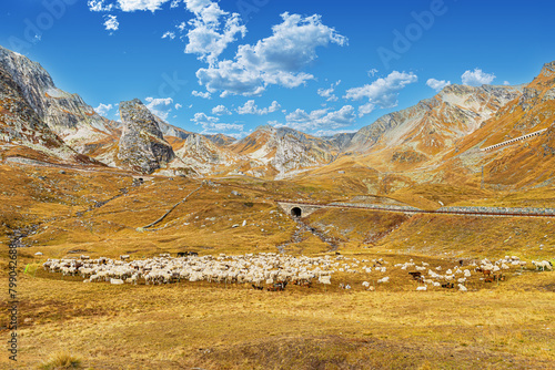 sheep herd at st. bernhard mountain pass in the swiss alps (ID: 799042688)