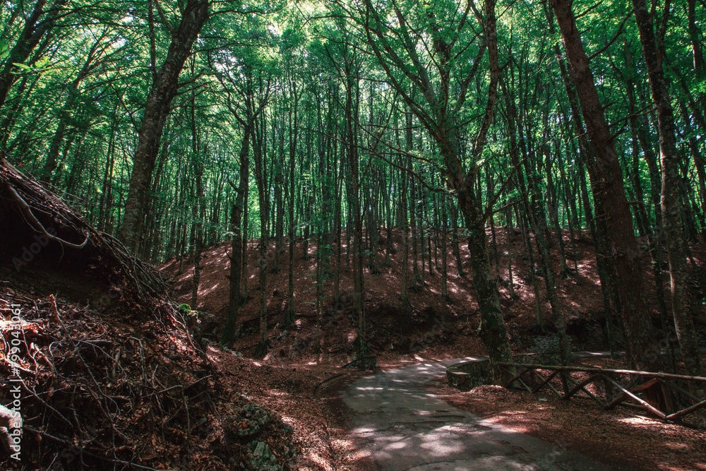 Obraz premium path in the forest