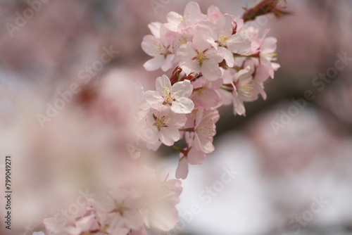 満開の桜の花
