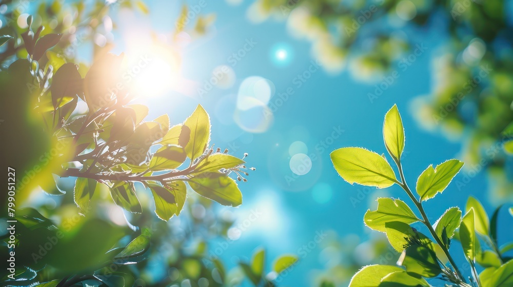 Sun Shines Through Leaves of a Tree Sun Shines Through Leaves of a Tree