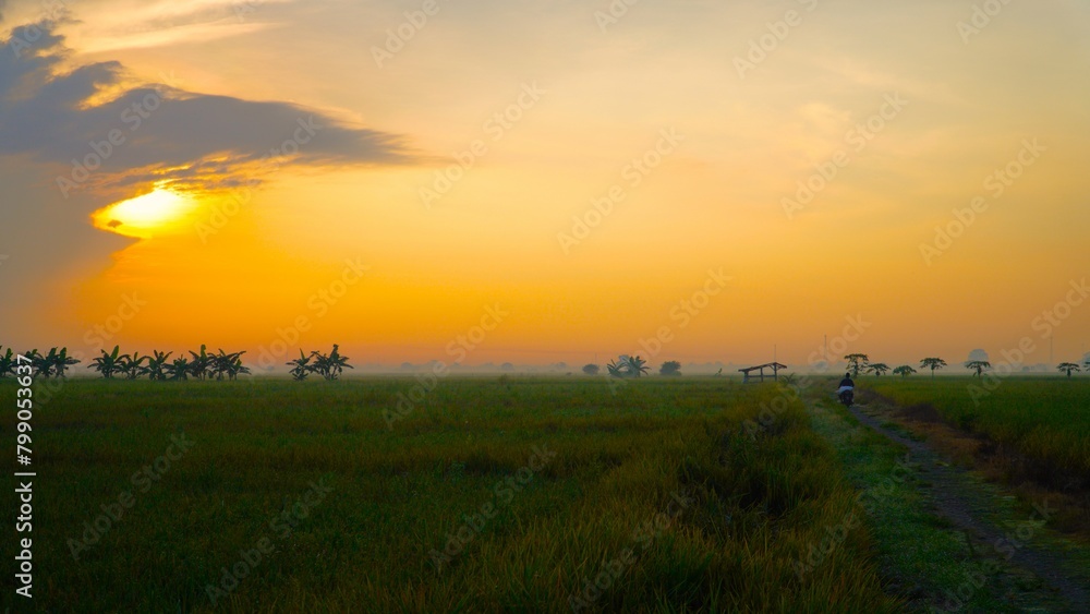 clearly landscape on green rice field in the morning

