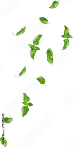 basil leaves