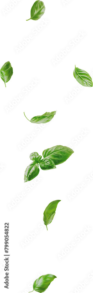 basil leaves basil leaves
