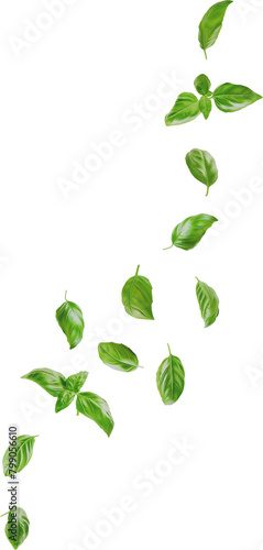 falling basil leaves