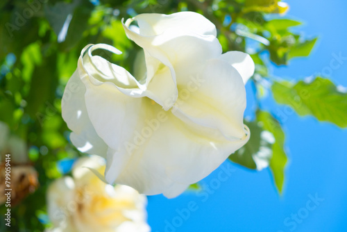 A large white flower of the datura plant