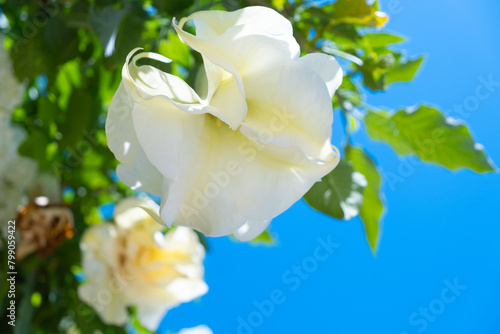 A large white flower of the datura plant