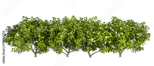 Greenery shrubs fence group cut out transparent backgrounds 3d rendering png