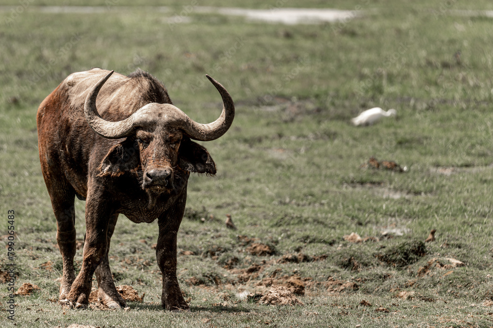 Fototapeta premium buffalo in the savannah