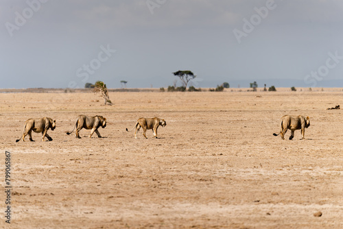 herd of lions in the savannah