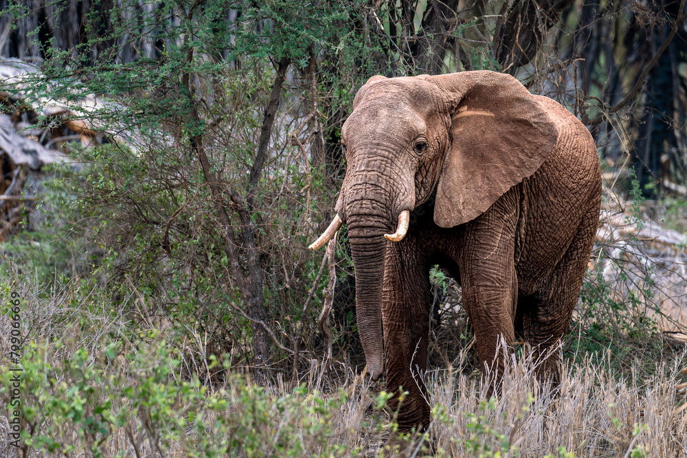 elephant in tsavo east