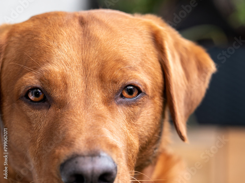 labrador dog, close-up nose macro photos, blurred background