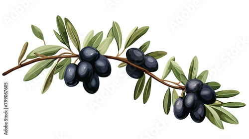 Olive tree branch with black fruits and leaves. Med