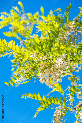 white flowers of acacia robinia