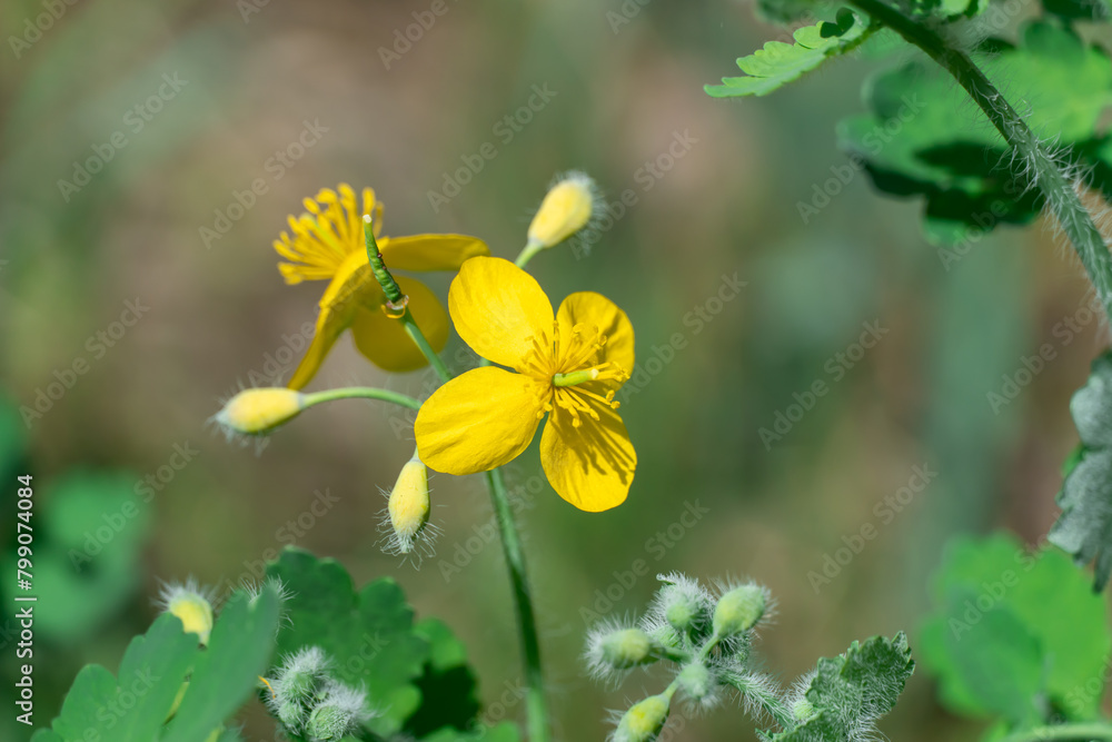 Close-up of yellow flower celandine grows in fields and meadows. Blooming medicinal chelidonium plant of the poppy family papaveraceae. Widely used in traditional medicine. Close-up of yellow flower celandine grows in fields and meadows. Blooming medicinal chelidonium plant of the poppy family papaveraceae. Widely used in traditional medicine.