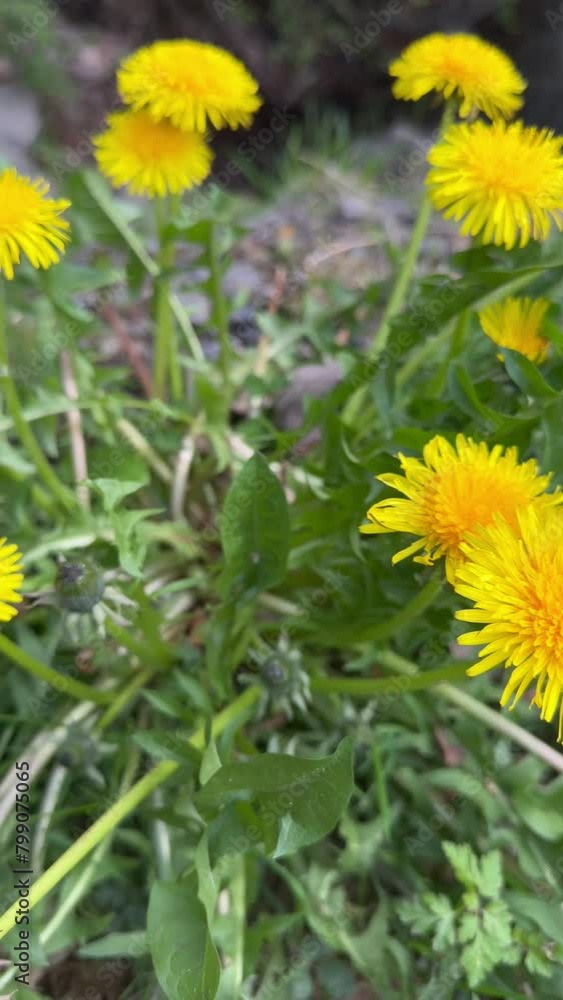 Gelber Löwenzahn auf einer Lichtung Gelber Löwenzahn auf einer Lichtung