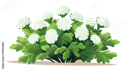 Pale cineraria plant leaves isolated on white backg photo