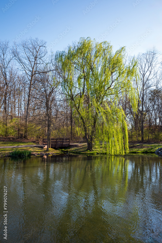 Spring green Weeping Willow tree reflecting in a lake with a wooden bridge and clear, blue sky. Spring green Weeping Willow tree reflecting in a lake with a wooden bridge and clear, blue sky.
