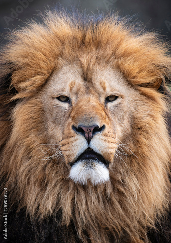 Lion (Panthera leo) The lion's detail portrait on the black background