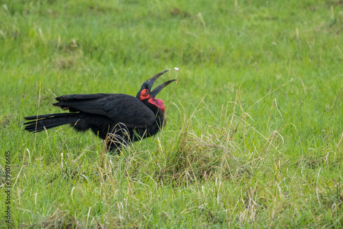 Abyssinian ground hornbill in the Serengeti  Tanzania