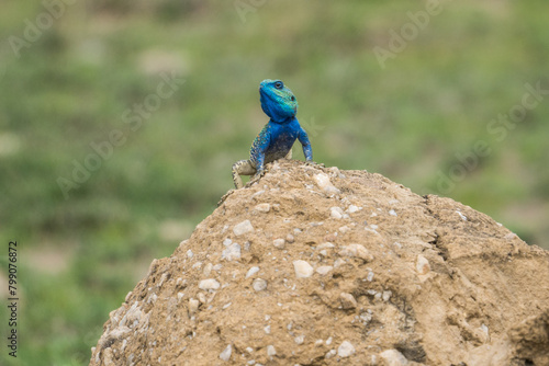 Mwanza flat-headed rock agama, Serengeti, Tanzania photo