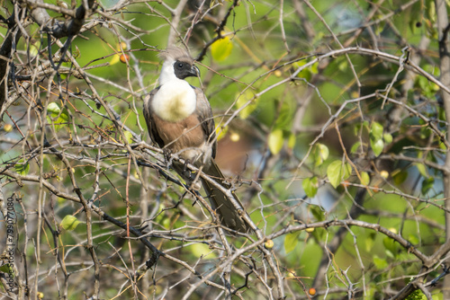 Go-away bird in the Tarangire National Park, Tanzania photo