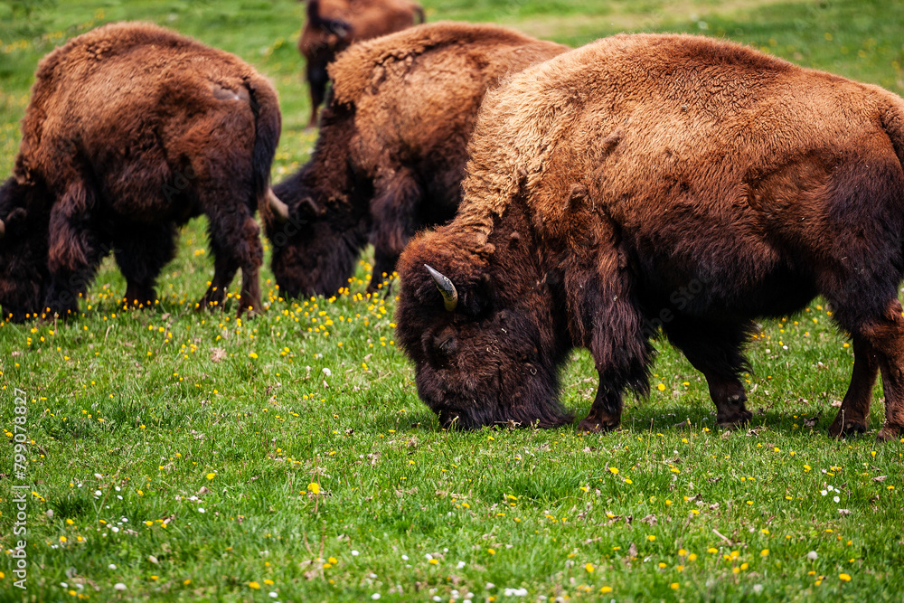 European bison Bison bonasus wile bovid bovine Europe European bison Bison bonasus wile bovid bovine Europe