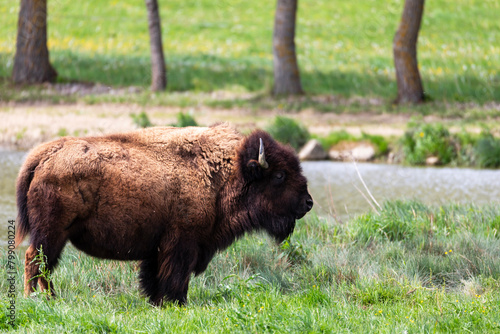 European bison Bison bonasus wile bovid bovine Europe photo