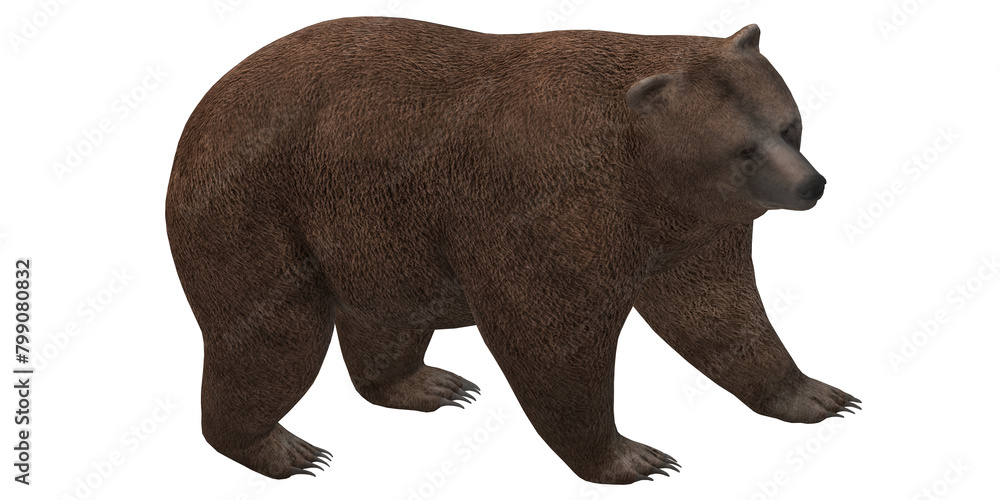 Fototapeta premium brown bear isolated on a Transparent Background