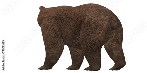 brown bear isolated on a Transparent Background