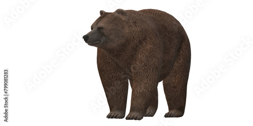 brown bear isolated on a Transparent Background