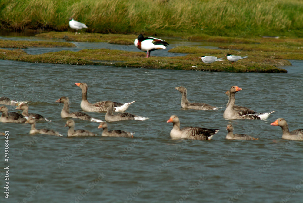 Obraz premium Oie cendrée, Anser anser, Greylag Goose, jeune, femelle